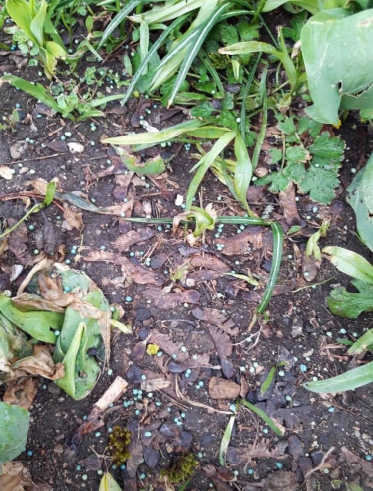 Giftköder-Rattengift/Blaukorn-Profilbild