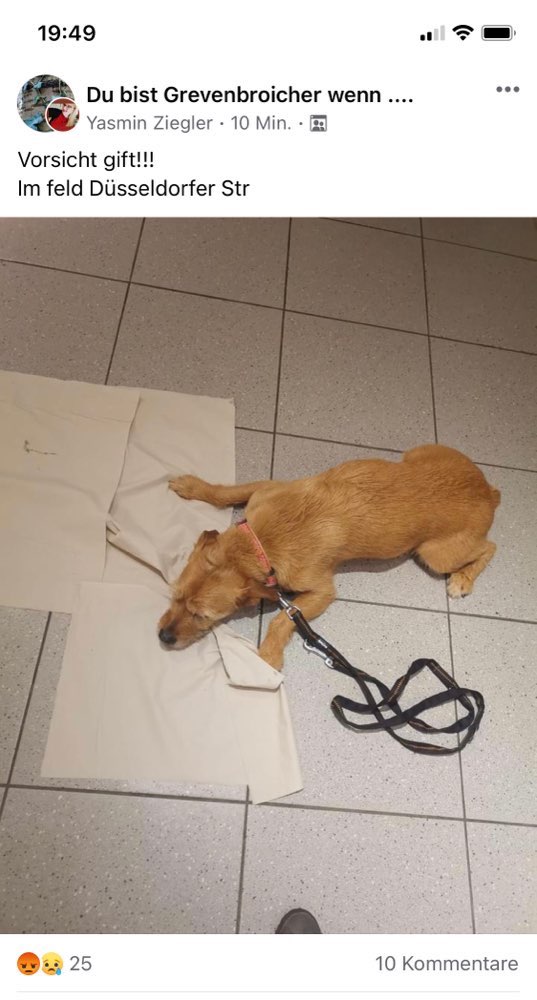 Giftköder-Gift-Profilbild