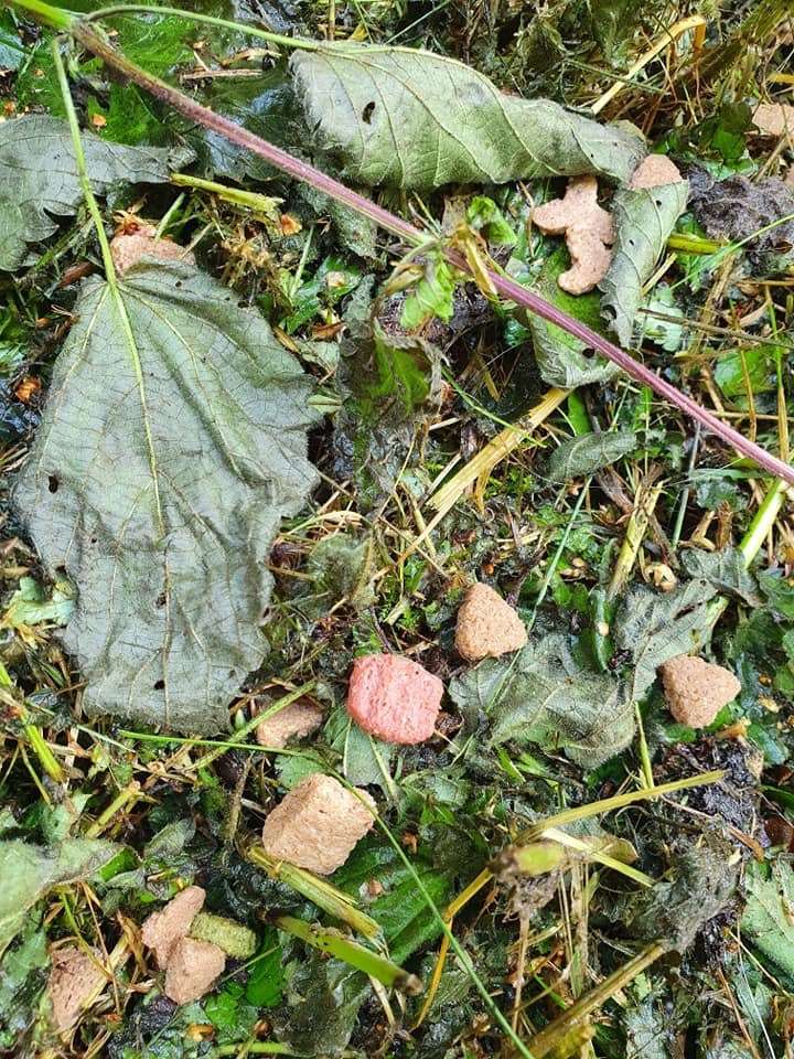 Giftköder-Verstreute Leckerlies-Profilbild