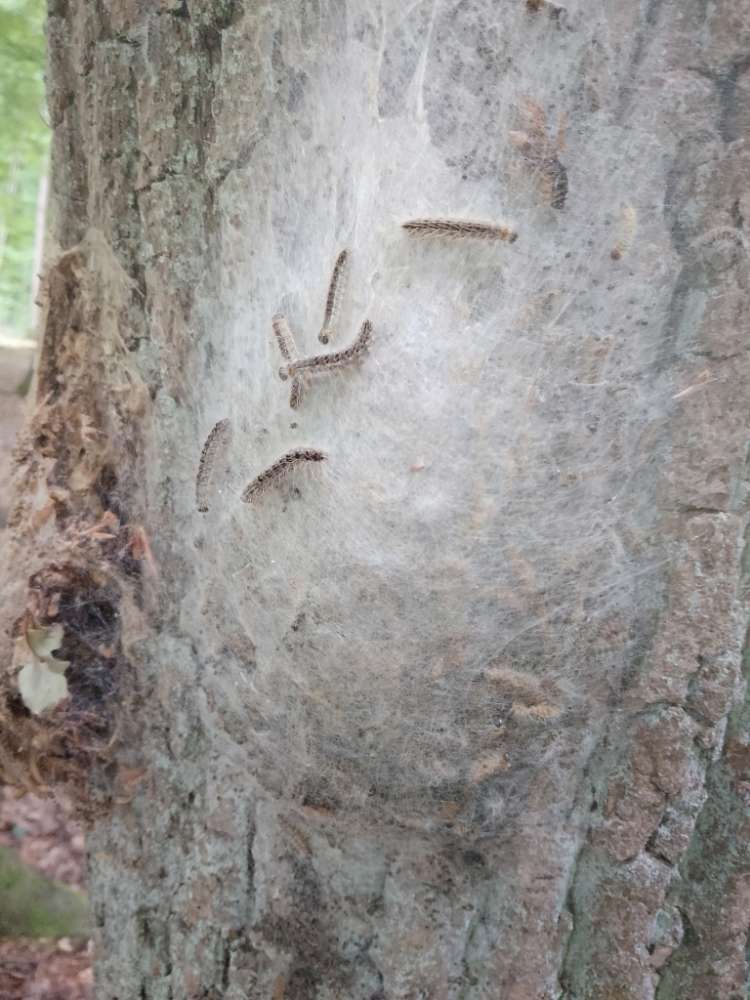 Giftköder-EPS-Profilbild