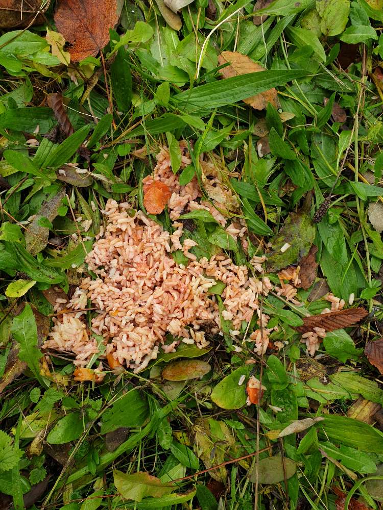 Giftköder-Pink gefärbter Reis-Profilbild