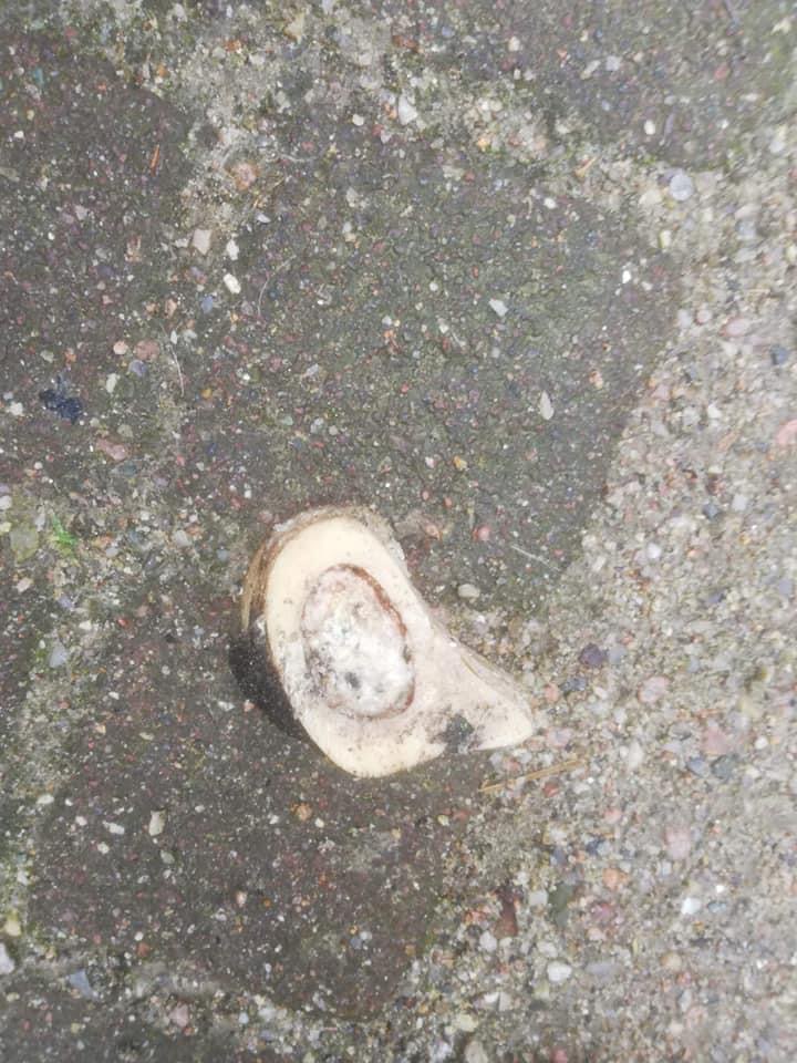 Giftköder-Blaue Körner in Knochen-Profilbild