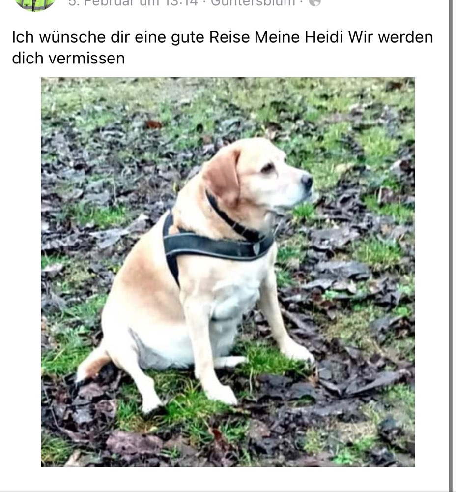 Giftköder-Giftköder-Profilbild