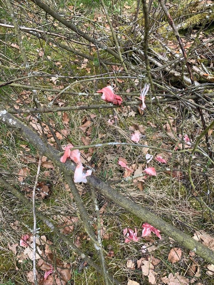 Giftköder-Vermutlich Giftköder - Fleischfetzen-Profilbild