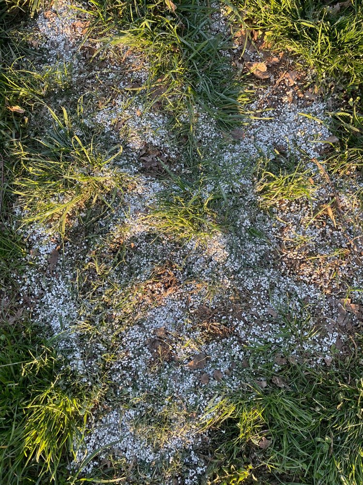 Giftköder-Evtl. Schneckenkorn-Profilbild