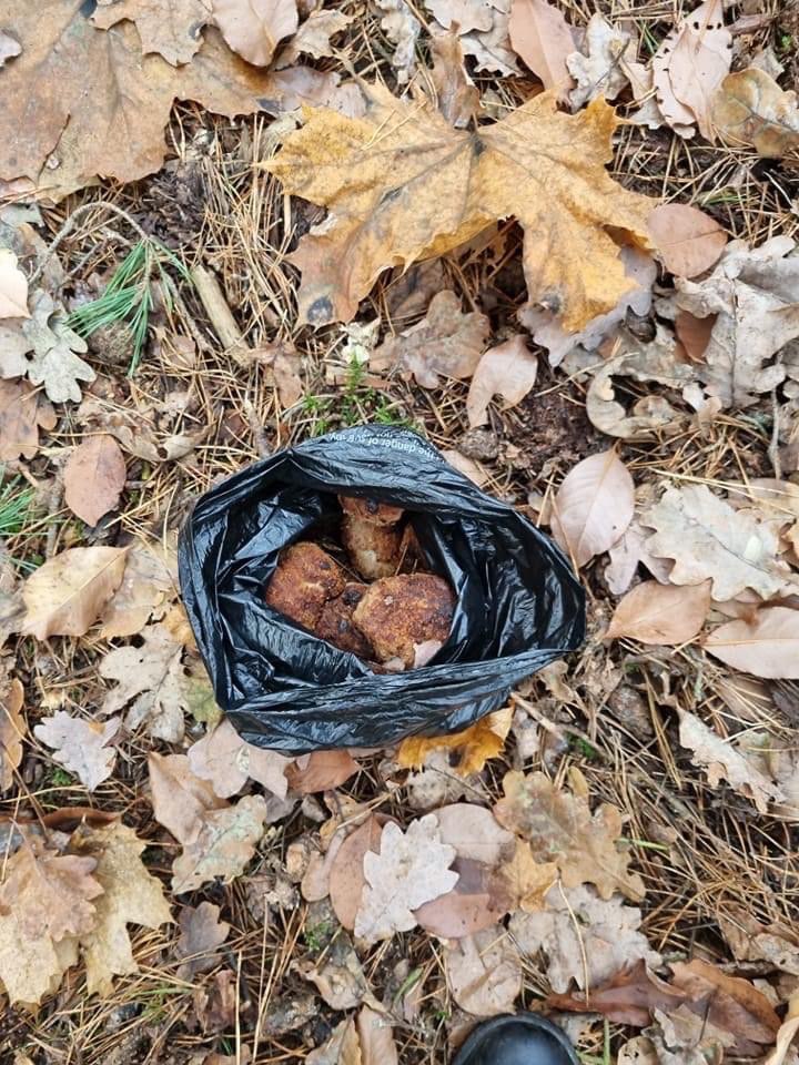 Giftköder-Ausgelegte Fleischstücke im Wald-Profilbild