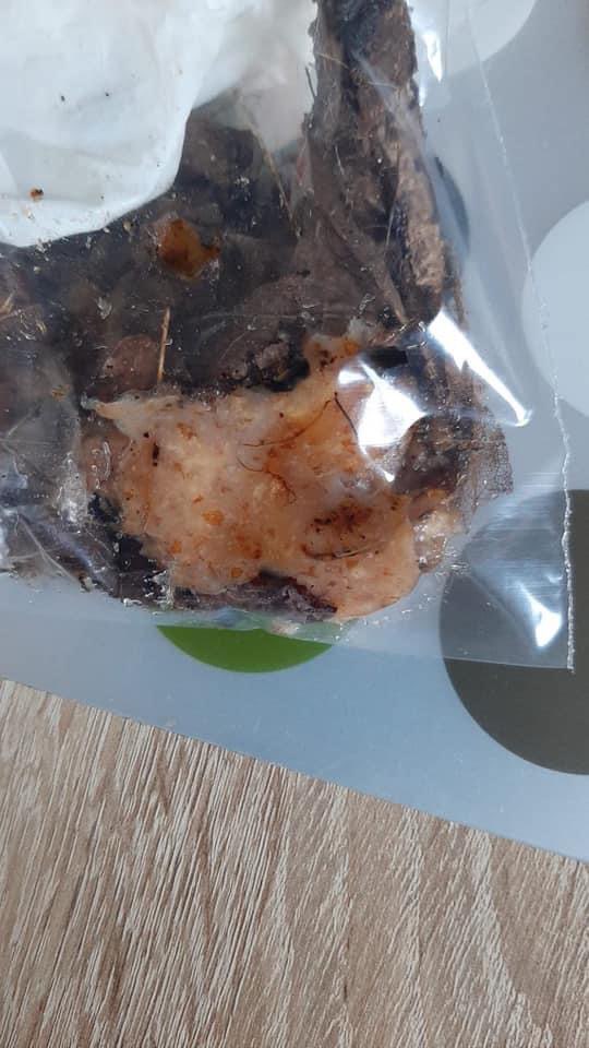 Giftköder-Giftköder-Profilbild