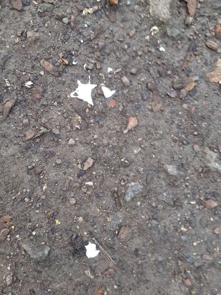 Giftköder-Giftköder-Profilbild