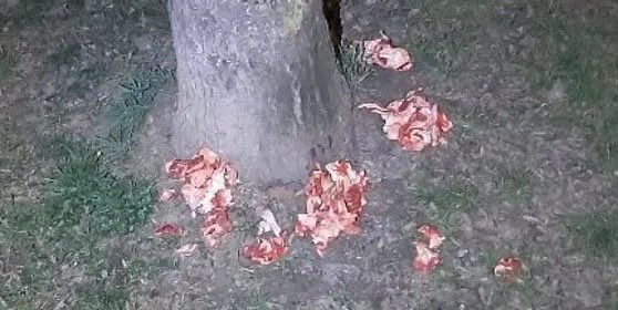 Giftköder-Fleischstücke-Profilbild