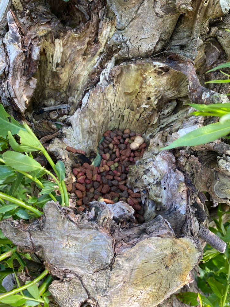 Giftköder-Giftköder mit Futter gemischt?-Profilbild