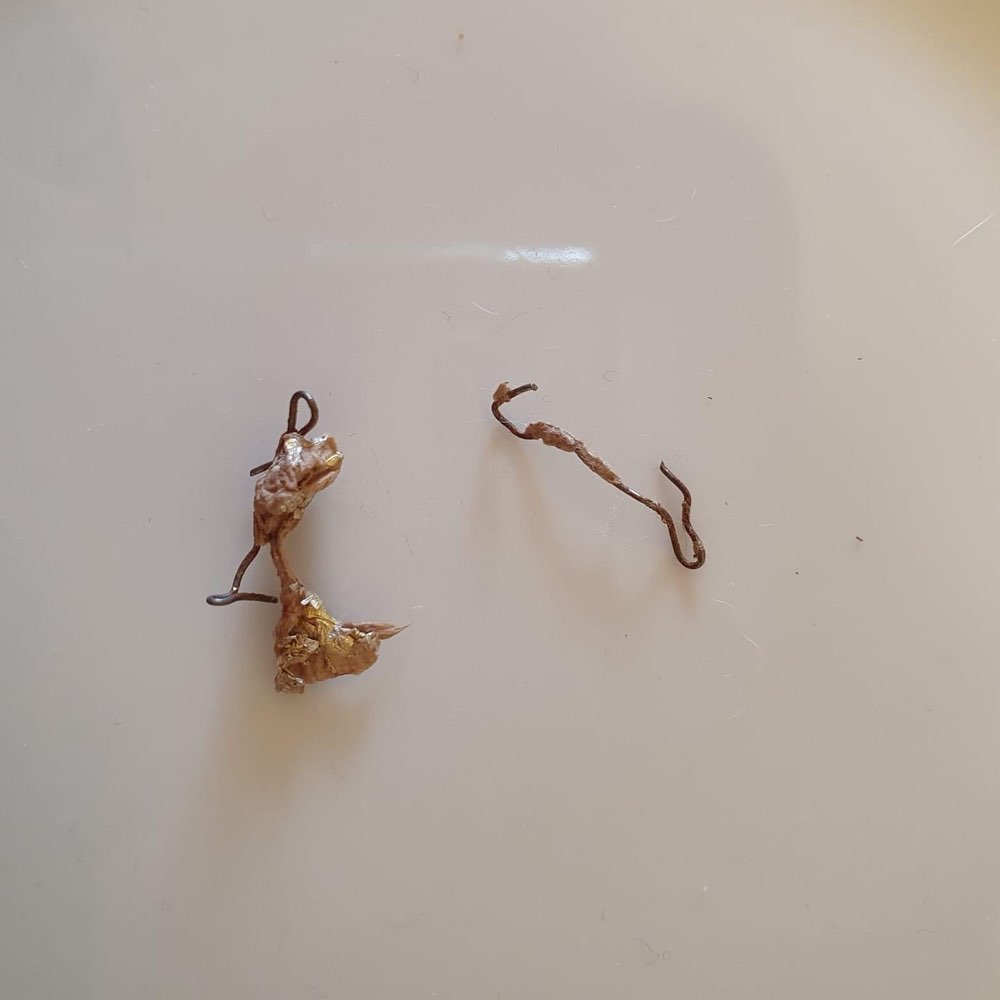 Giftköder-Angelhacken in Fleisch-Profilbild