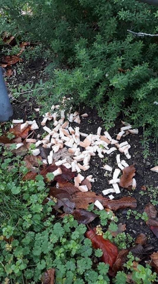 Giftköder-Evt. Giftköder-Profilbild