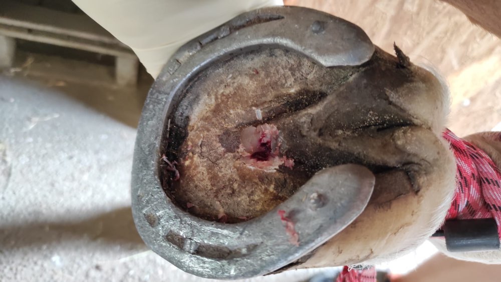 Giftköder-Müll (Glasscherben usw.) - verletztes Pferd-Profilbild