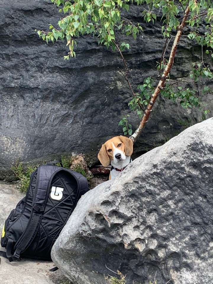 Hundetreffen-Gemeinsame Gassirunde-Profilbild