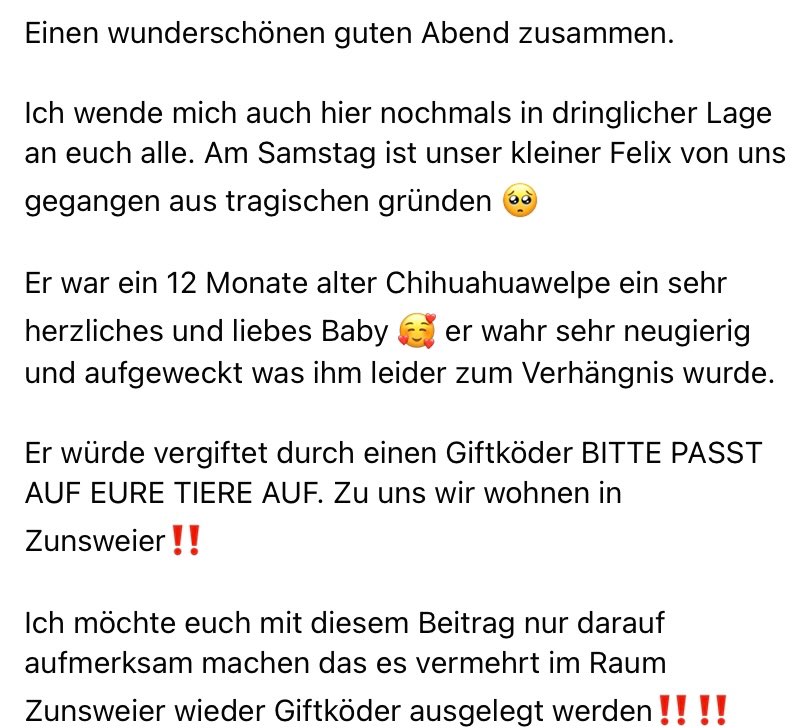 Giftköder-Vergifteter Chihuahua-Profilbild