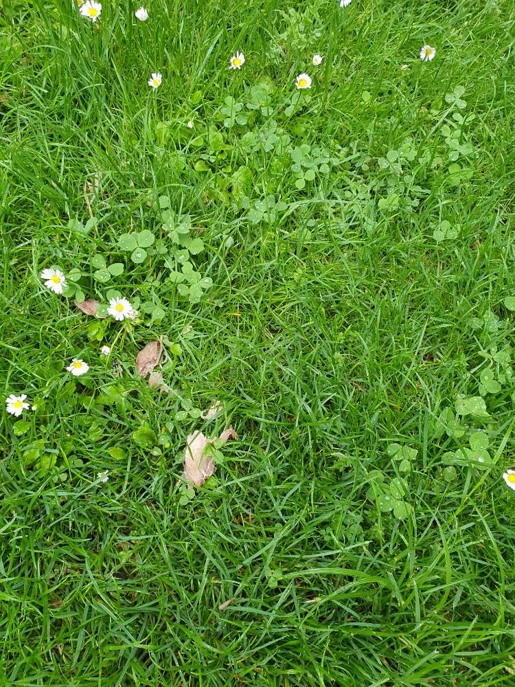 Giftköder-Fleischstücke im Hettenbachpark-Profilbild