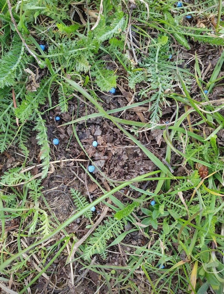 Giftköder-Blaue Kugeln-Profilbild