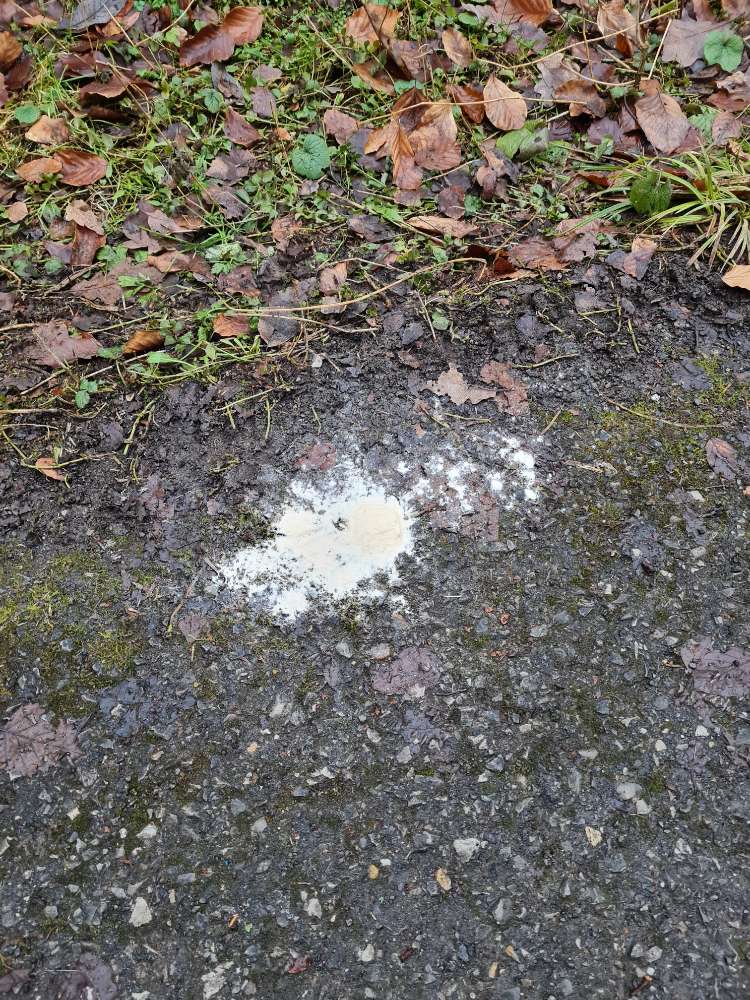Giftköder-Weißes Pulver-Profilbild