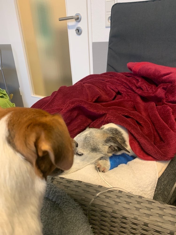 Giftköder-Möglicher Giftköder - Hunde beim Tierarzt-Profilbild