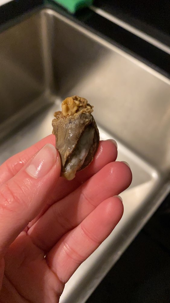 Giftköder-Hühner-Herzen am Rheinwasser entlang-Profilbild