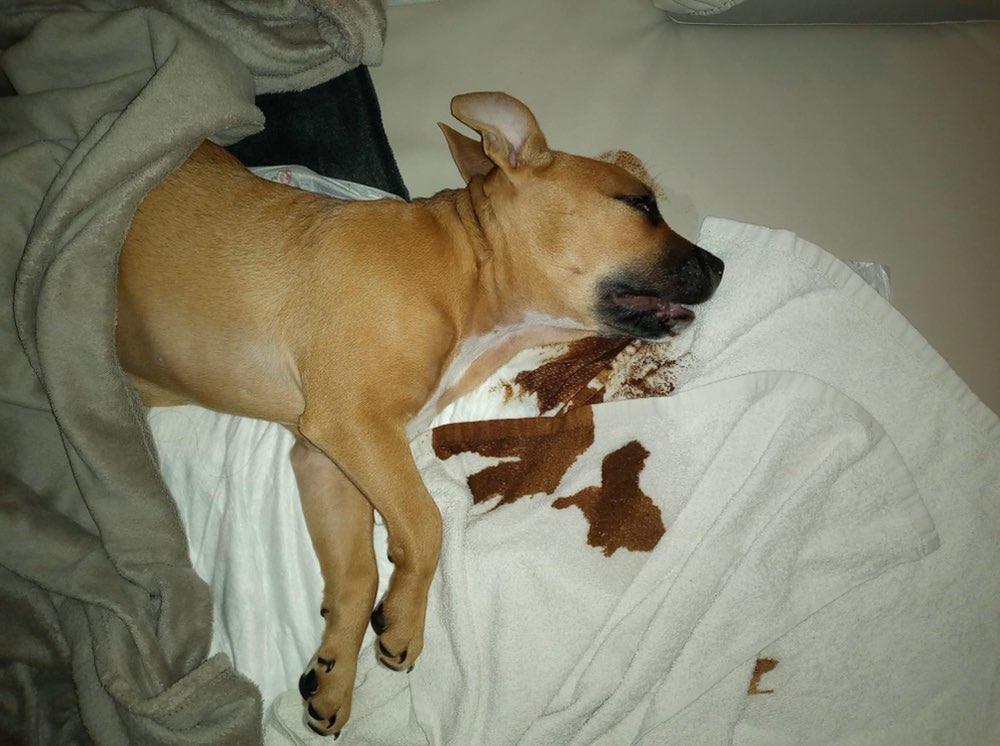 Giftköder-Vergifteter Welpe-Profilbild