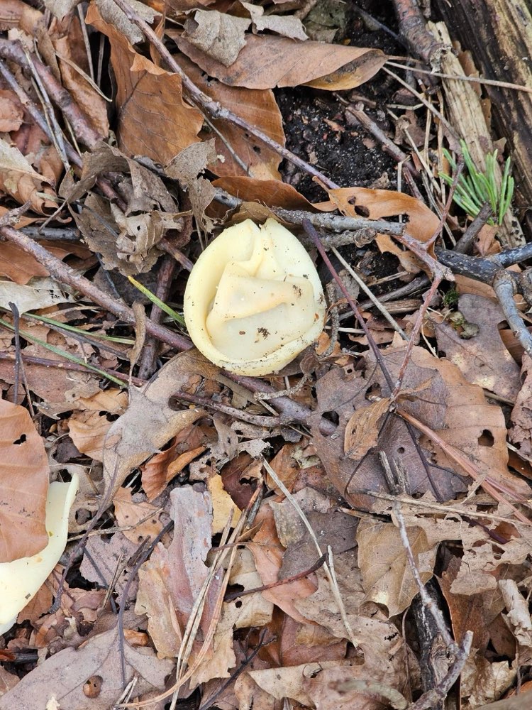 Giftköder-Präferierten Essensreste-Profilbild