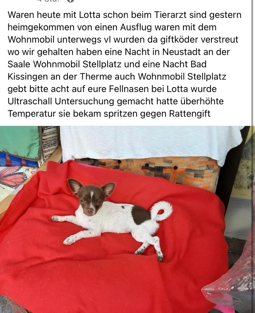 Giftköder-Rattengift-Profilbild