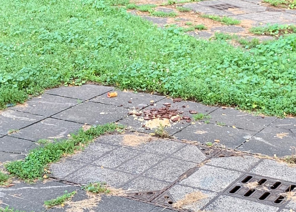 Giftköder-Erneut Kekse mit Rattengift-Profilbild