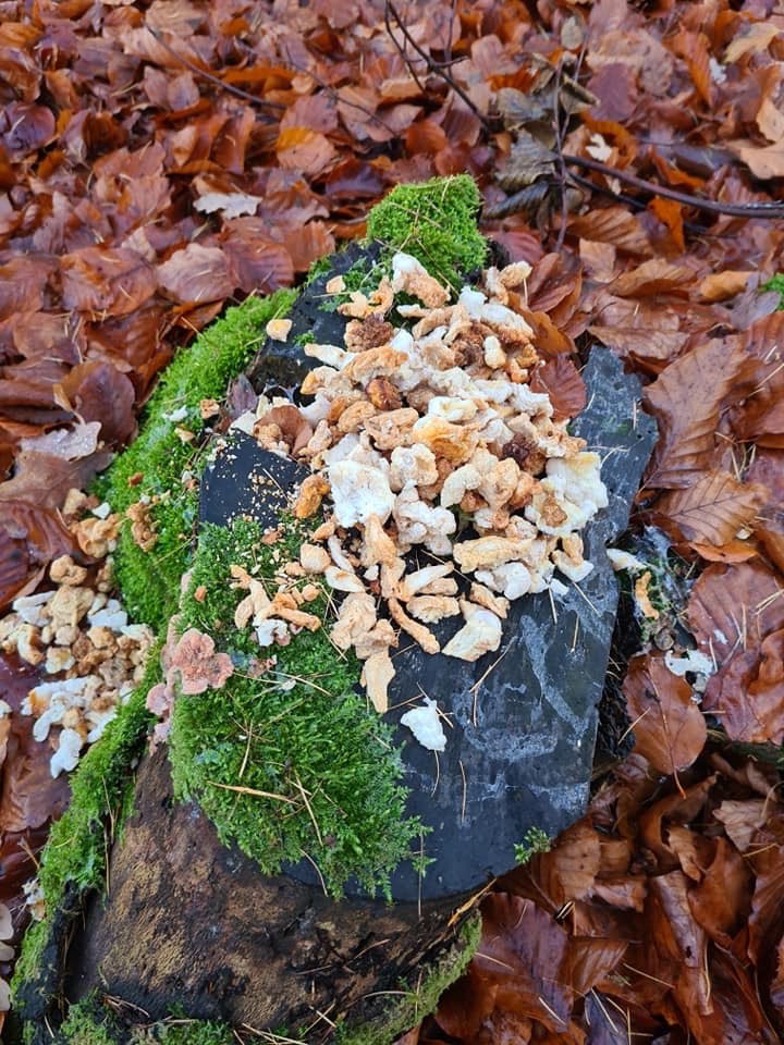 Giftköder-Gebratenes Fleisch-Profilbild
