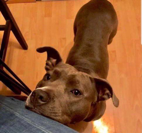 Giftköder-Vergifteter Hund - leider gestorben-Profilbild