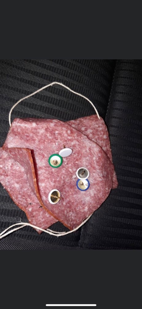 Giftköder-Giftköder-Profilbild