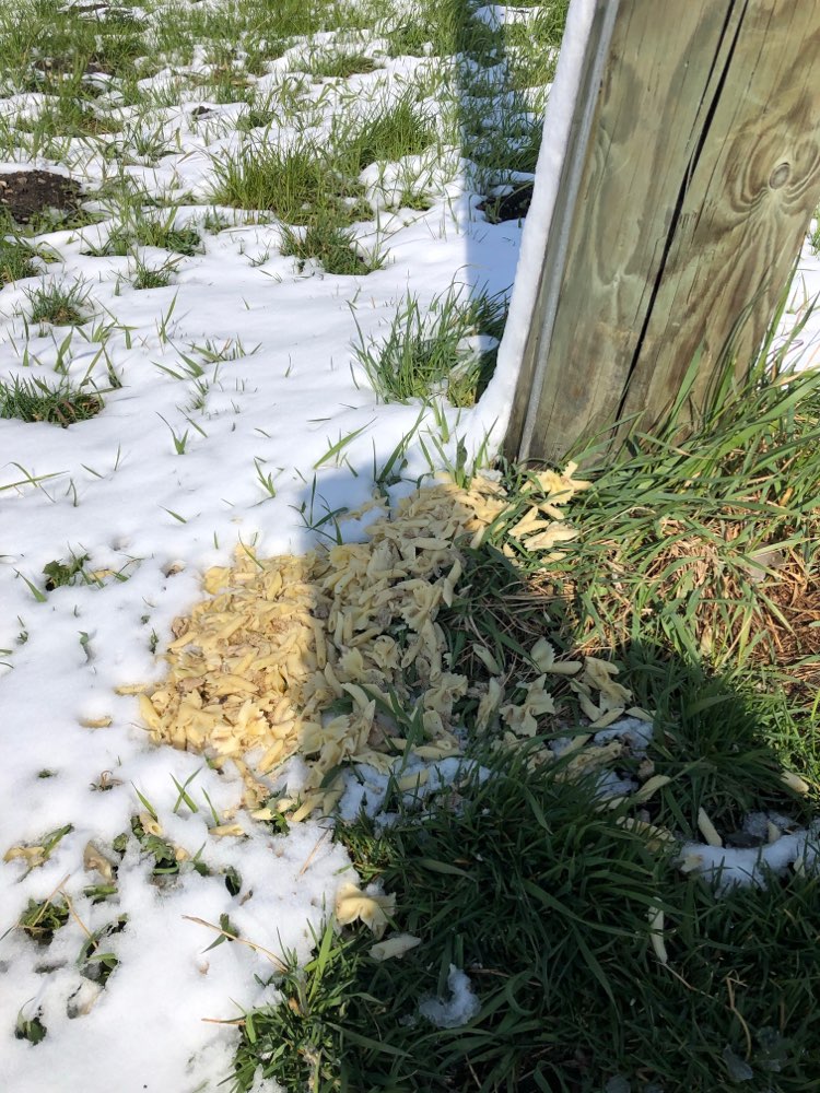 Giftköder-Verdorbenes Essen/ ev.Giftköder-Profilbild