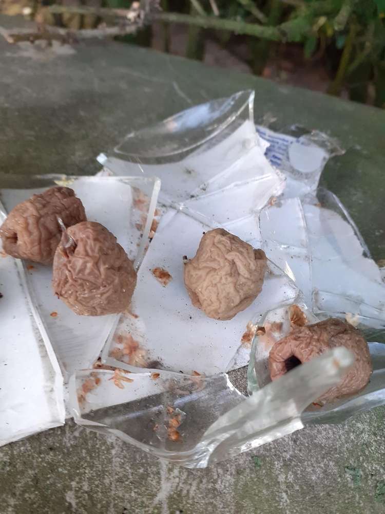 Giftköder-Fleisch mit Glas-Profilbild