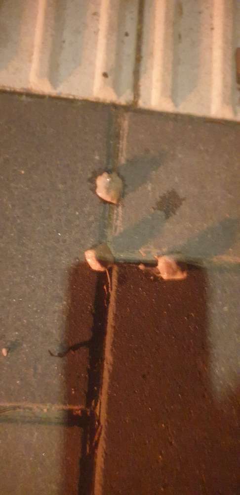 Giftköder-Evtl. präpariertes Trockenfutter-Profilbild