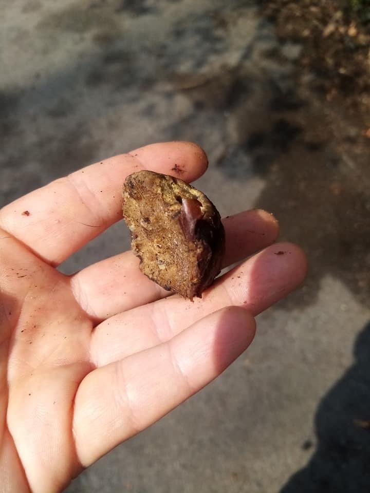 Giftköder-Möglicherweise Köder-Profilbild