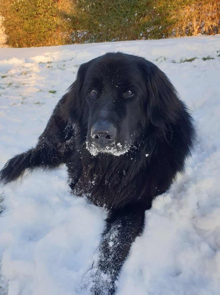 Giftköder-Cutter Messer - Toter Hund-Profilbild