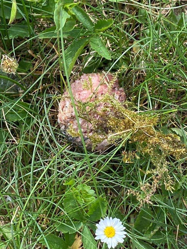 Giftköder-Giftköder als Hackbällchen-Profilbild