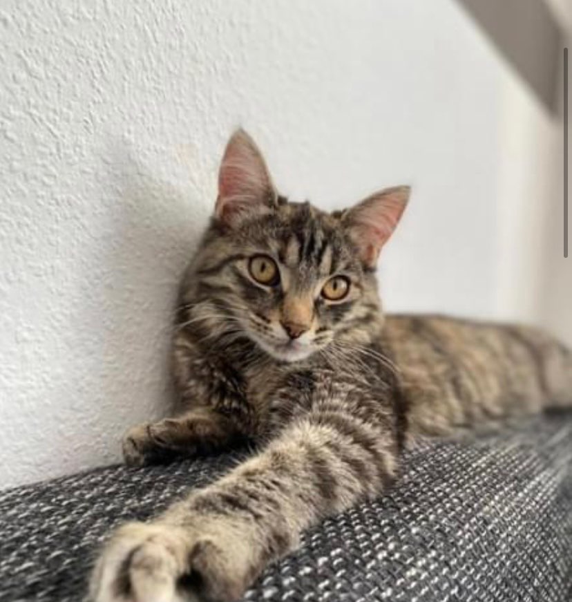 Giftköder-Katze wurde Kiefer zertreten-Profilbild