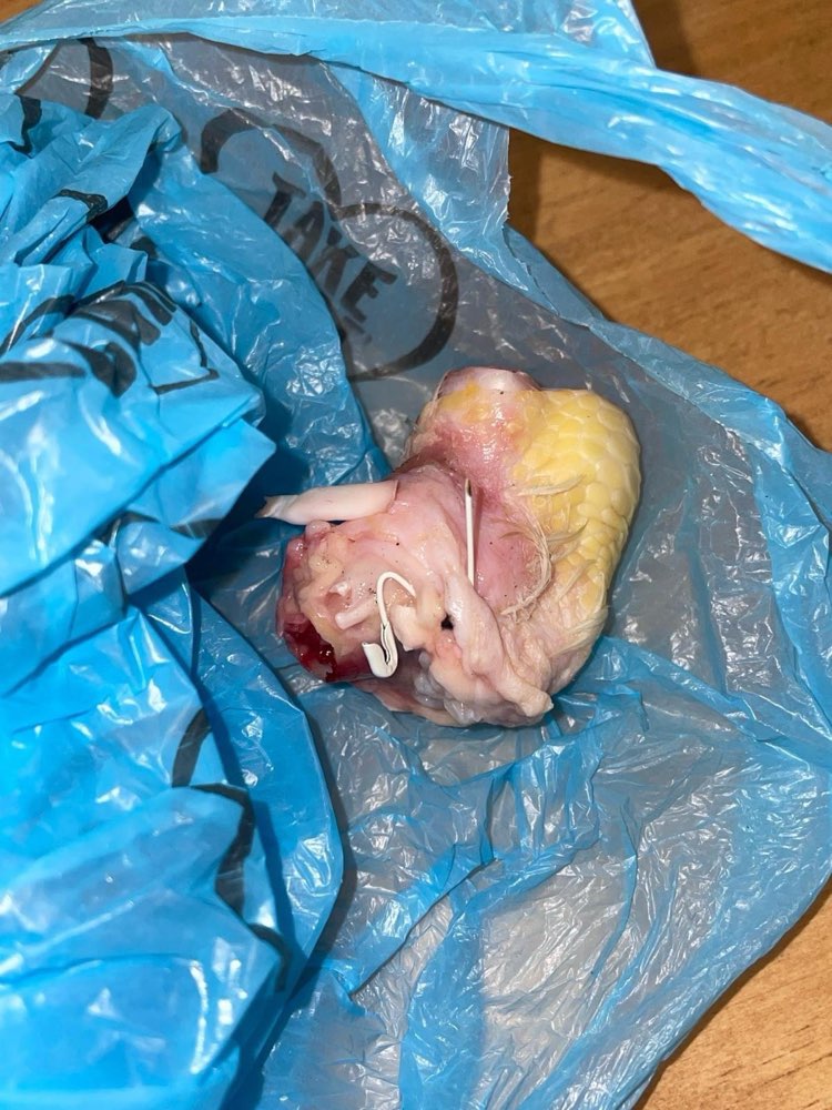 Giftköder-Giftköder-Profilbild