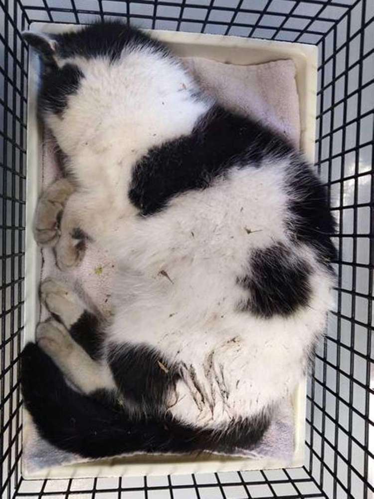 Giftköder-Vergiftete Katze-Profilbild