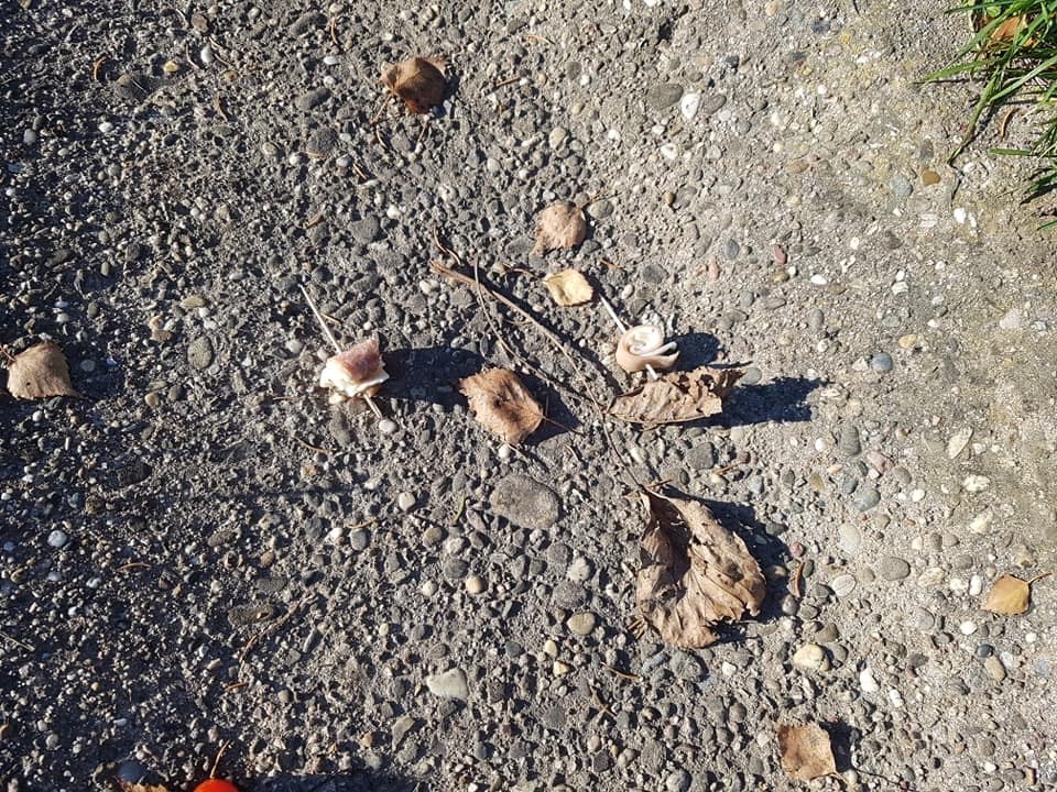 Giftköder-Fleisch mit Nadeln-Profilbild