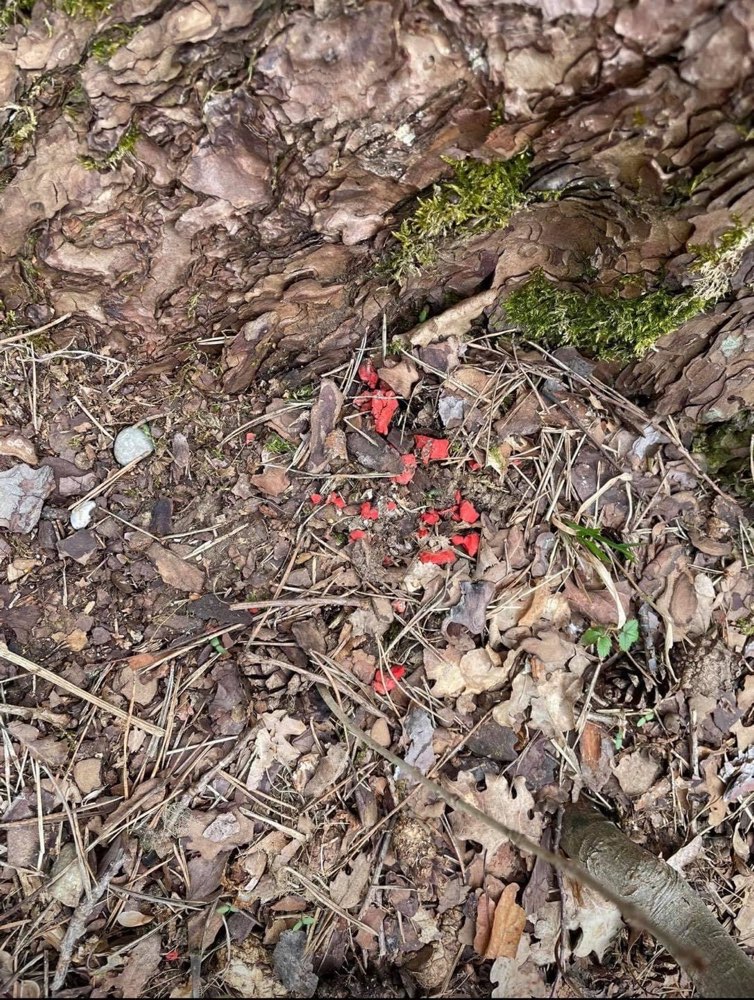 Giftköder-Rattengift-Profilbild