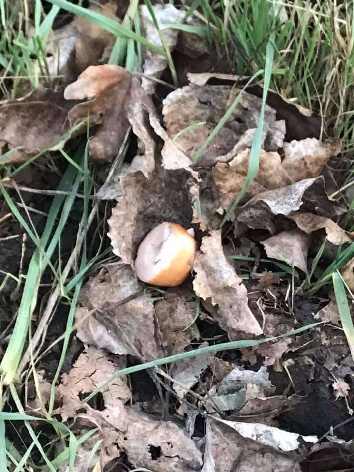 Giftköder-Wurst mit Reißnagel-Profilbild