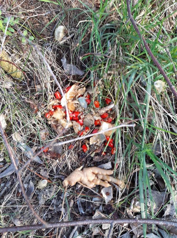 Giftköder-Chili mit Schlachtabfällen-Profilbild