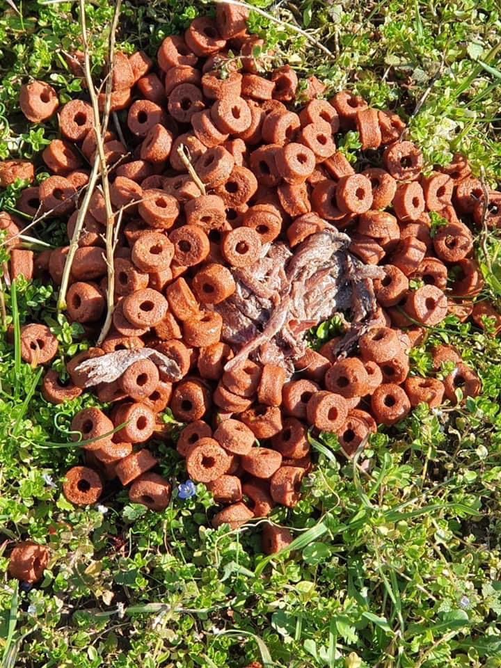 Giftköder-Möglicher Giftköder-Profilbild