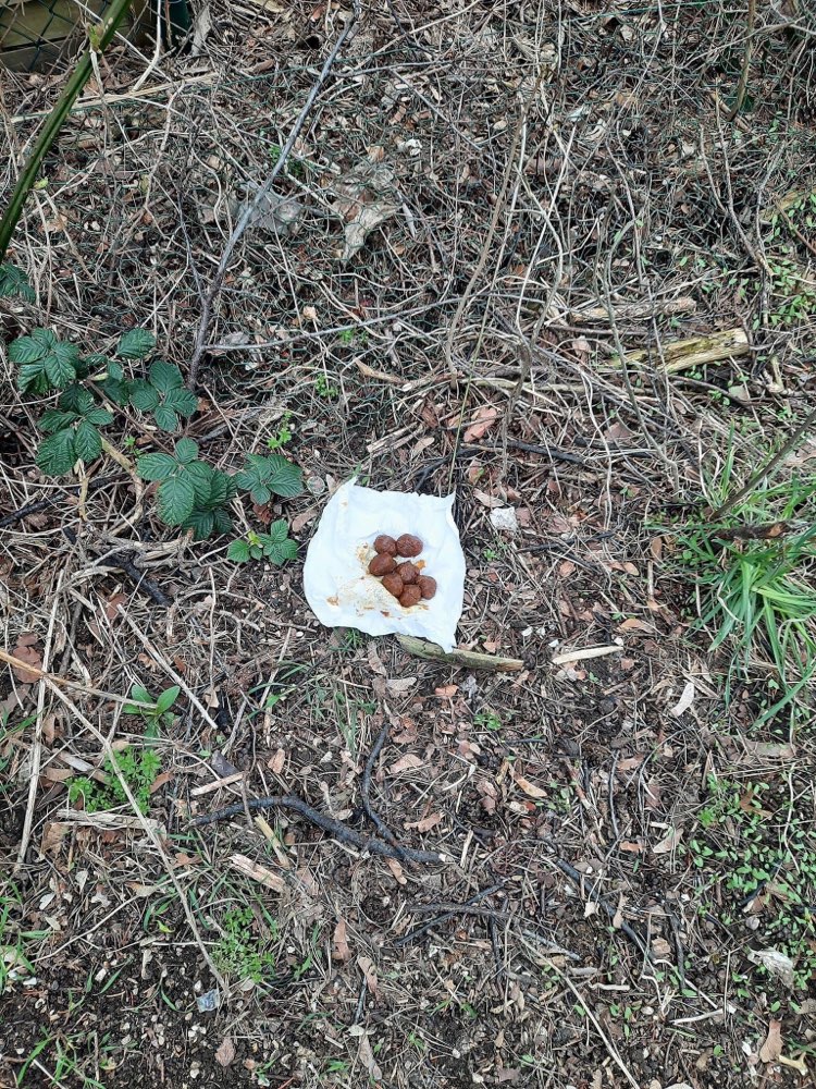 Giftköder-Vermutlich Giftköder-Profilbild