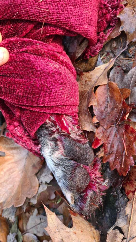 Giftköder-Achtung Moniereisen im Waldboden-Profilbild