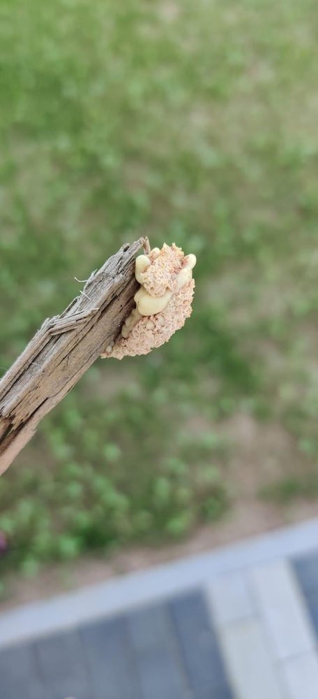 Giftköder-Vermutlich Giftköder-Profilbild