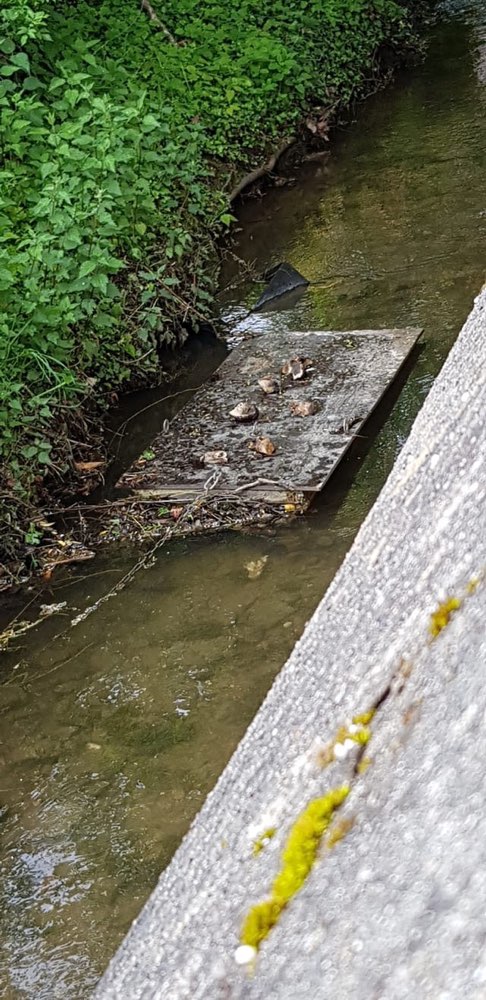 Giftköder-Giftköder gegen Nutrias - Gefährlich für Hunde-Profilbild