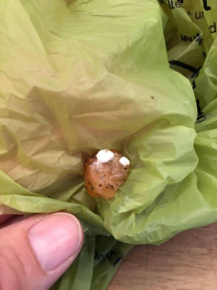 Giftköder-Fleisch mit Tabletten-Profilbild